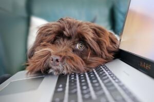 在宅ワークに最適な通信環境はどれがいい？